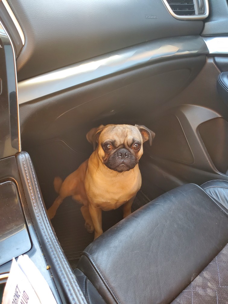 Foto de Fénix con microchip 990000012832391