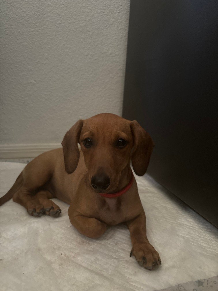 Foto de Mia con microchip 990000012822698