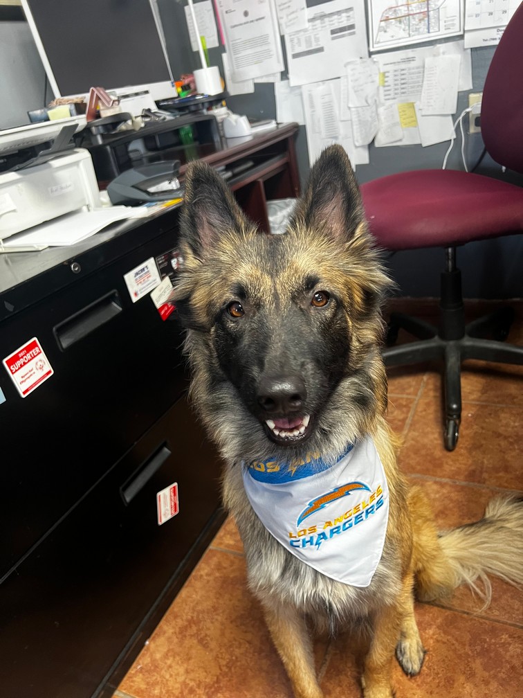 Foto de Delta con microchip 990000012824730