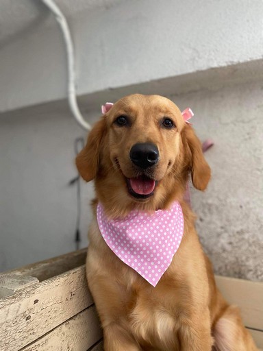 Foto de Popis con microchip 990000012822360