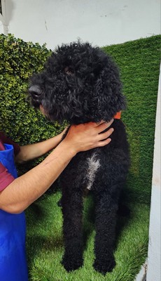 Foto de Oreo con microchip 990000012834132