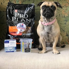 Foto de CONY con microchip 990000012832653