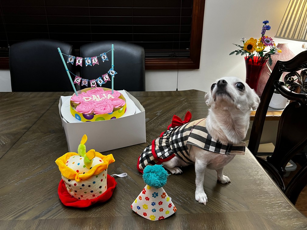 Foto de Dalia con microchip 990000012822690