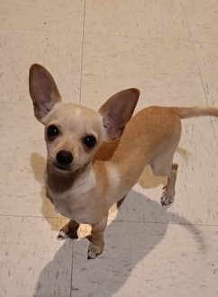 Foto de NANO con microchip 990000012833437