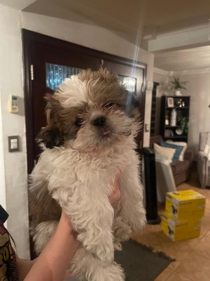 Foto de Odie con microchip 990000012825940