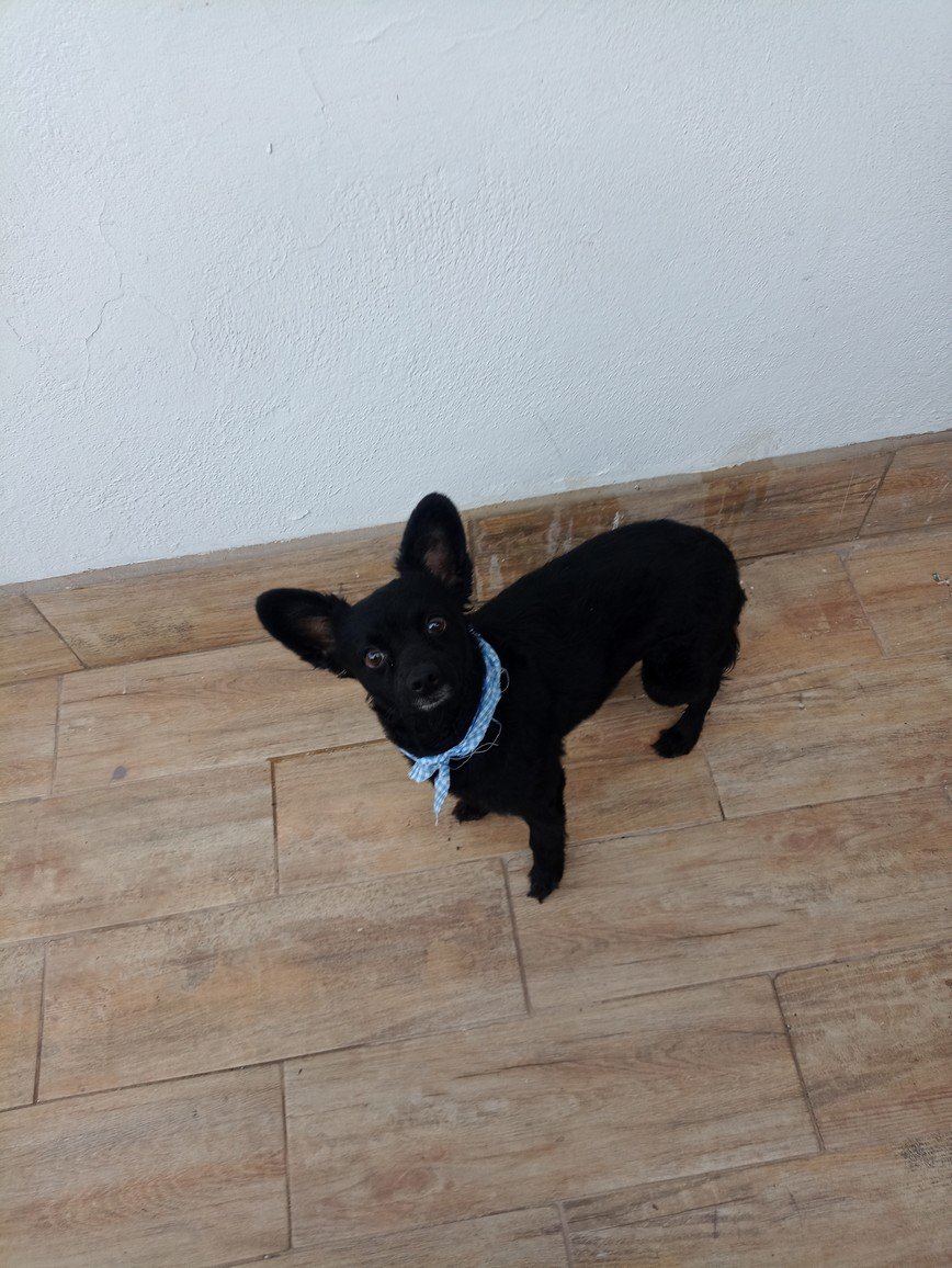 Foto de PAULINO con microchip 990000012824581