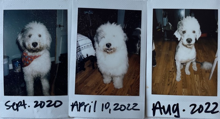 Foto de Bombo con microchip 990000012832751