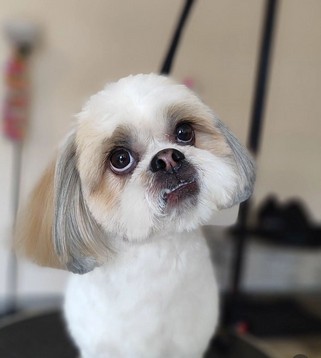 Foto de Bambito con microchip 990000012823109