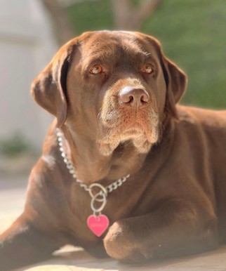 Foto de Mayka con microchip 939000002497223