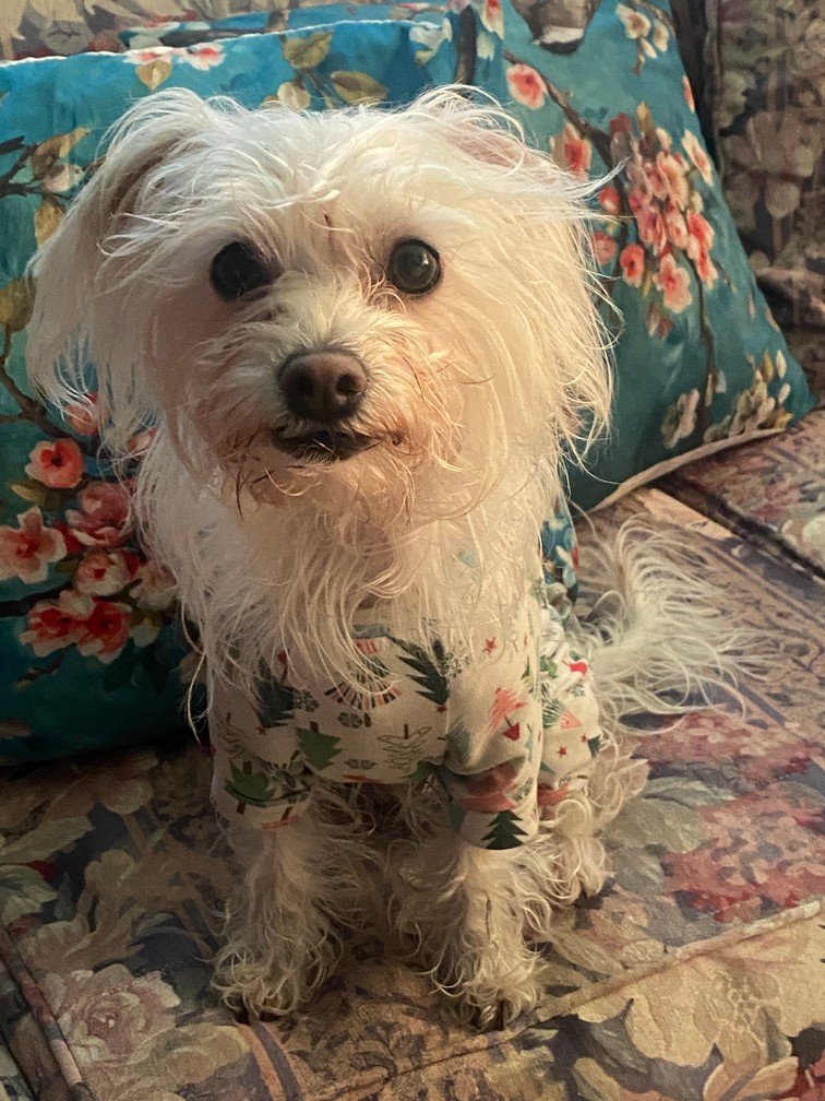 Foto de Olivia con microchip 990000012826144