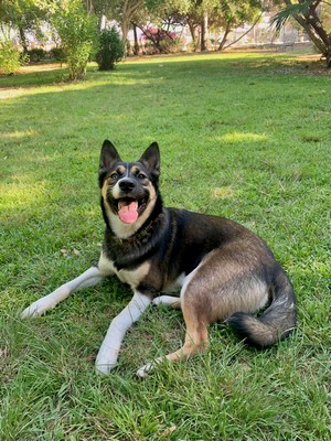 Foto de Kimbo con microchip 990000012832648