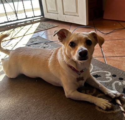 Foto de Ella con microchip 990000012827289