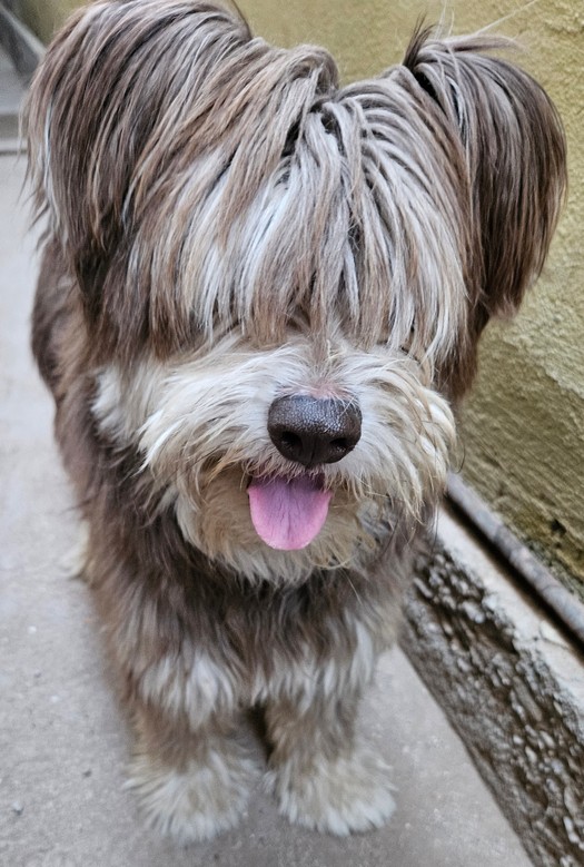 Foto de Cooper con microchip 990000012825123