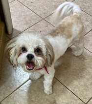 Foto de Choco con microchip 990000012826309