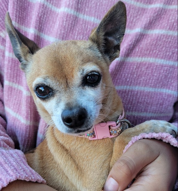 Foto de Doris con microchip 990000012834101