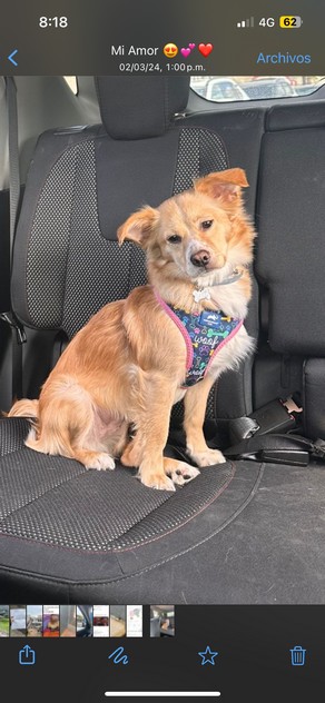 Foto de Kira con microchip 990000012827224