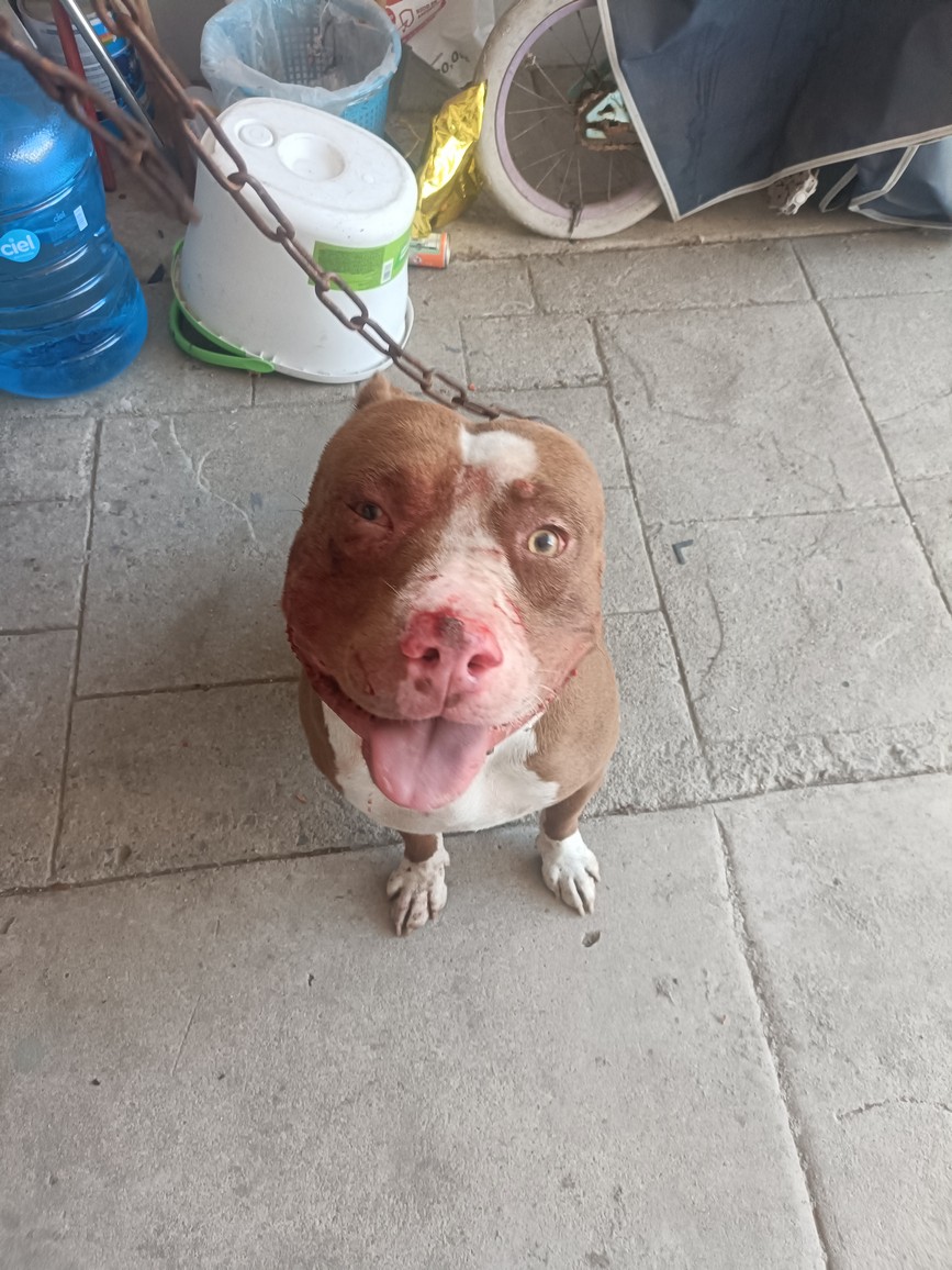 Foto de Glock con microchip 2292571183