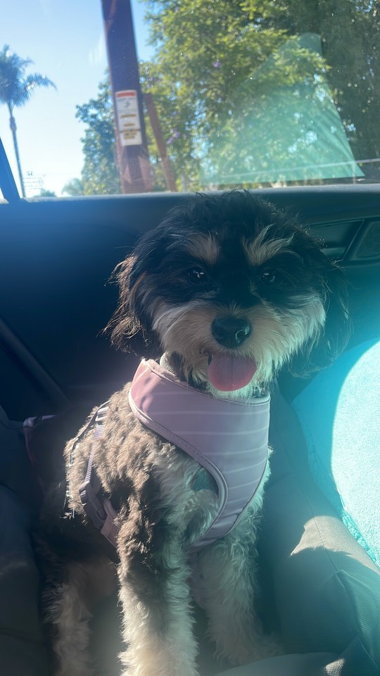 Foto de Luna Sosa con microchip 990000012826497