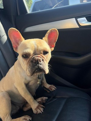 Foto de Vainilla Lugo con microchip 990000012822806