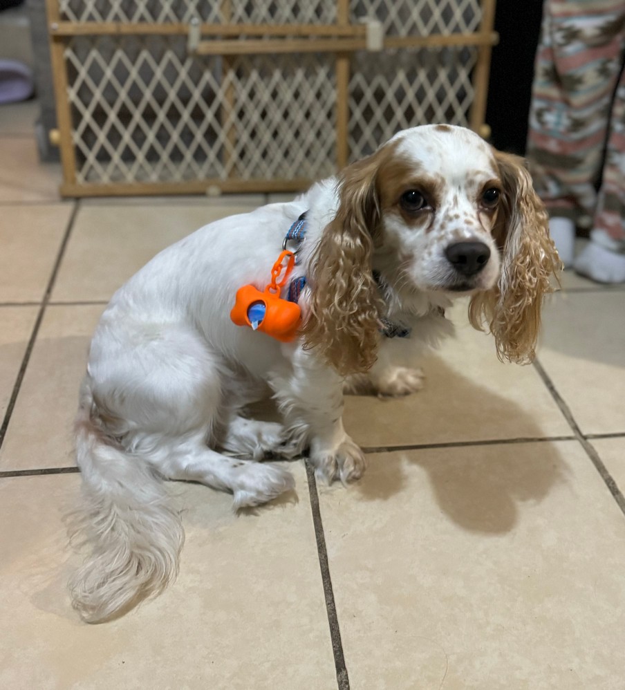 Foto de Koco con microchip 990000012832621