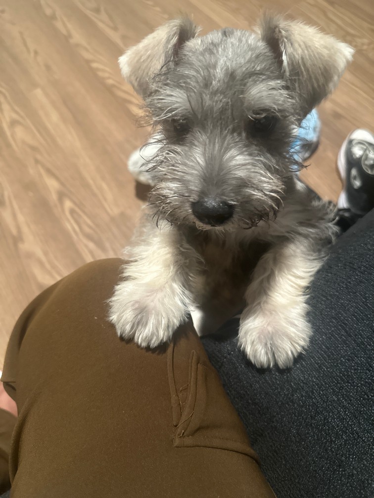 Foto de Pepper con microchip 990000012832330