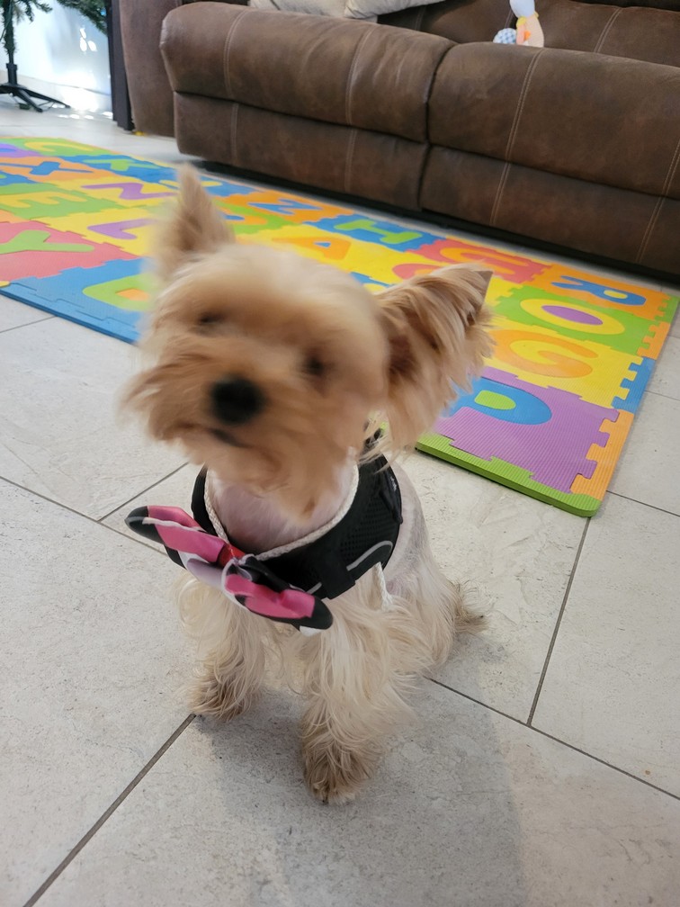 Foto de Aya con microchip 990000012826097