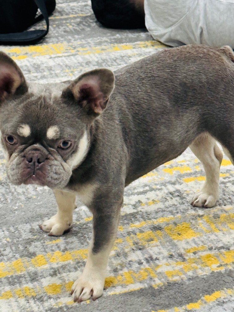 Foto de Nyla alaniz parra con microchip 990000012826287