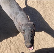 Foto de Gonz Deming con microchip 990000012822599