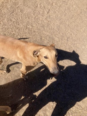 Foto de Gonz Megatron con microchip 990000012823484