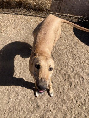 Foto de Gonz Girasol con microchip 990000012822365