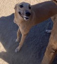 Foto de Gonz Nectar con microchip 990000012822347