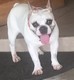 Foto de Fiona con microchip 990000012823483