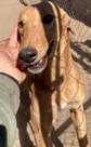 Foto de Gonz Mustafa con microchip 990000012822825