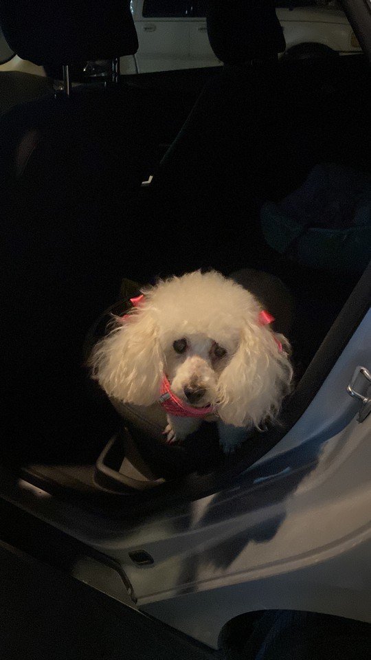 Foto de Muñeca con microchip 990000012825526
