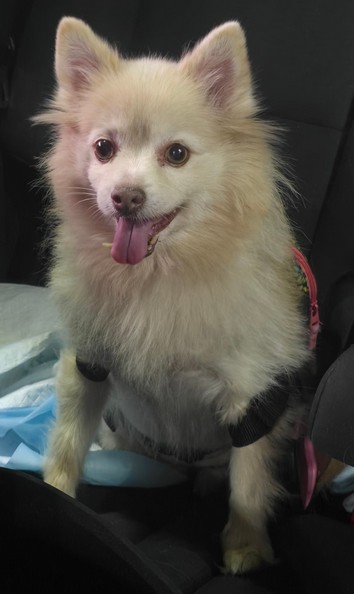 Foto de Daisy con microchip 990000012832963