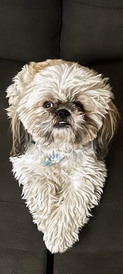 Foto de Niko con microchip 990000012832668