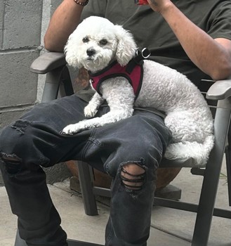 Foto de Eevee con microchip 990000012832651