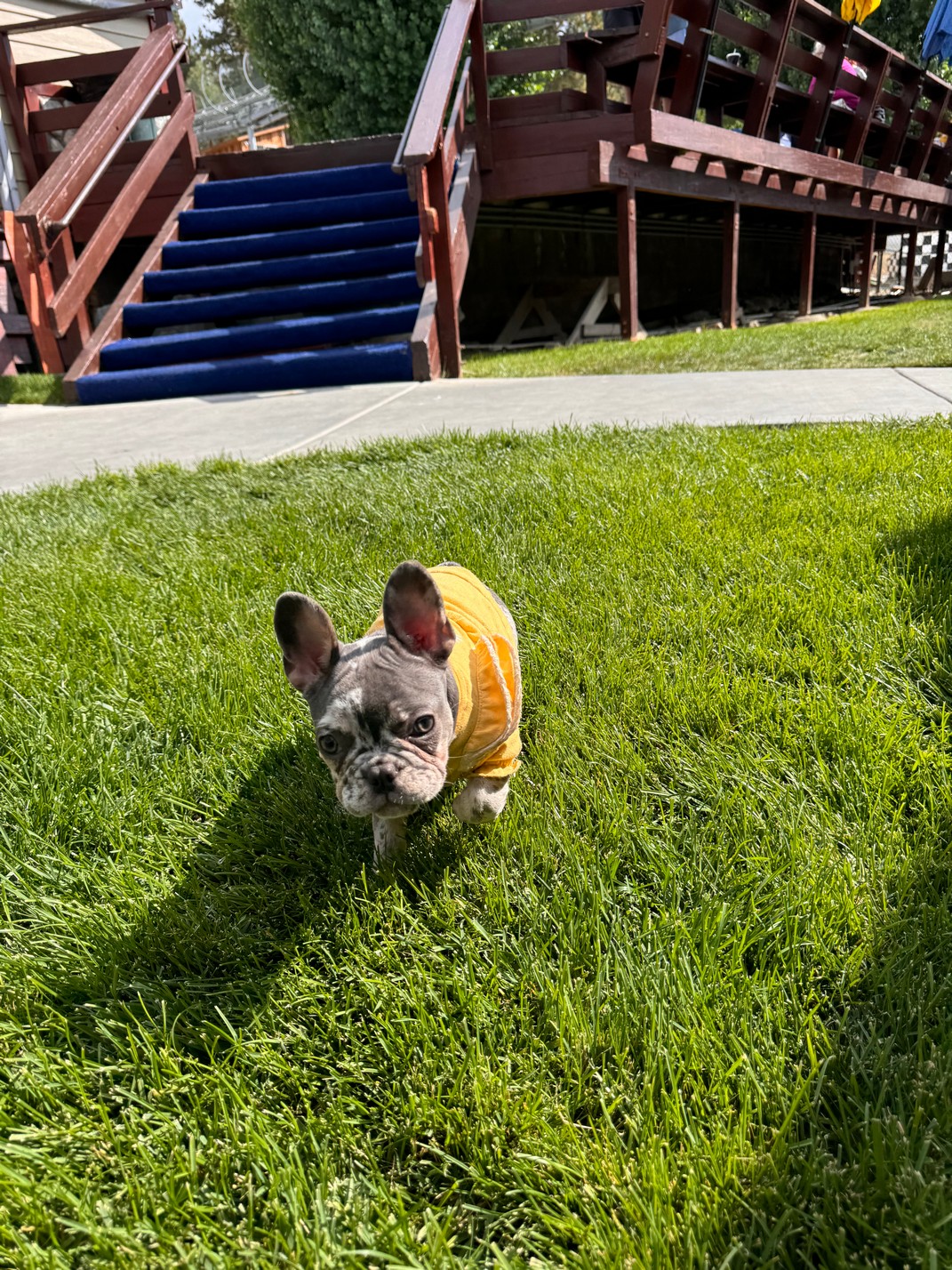 Foto de Pebbles con microchip 990000012824193