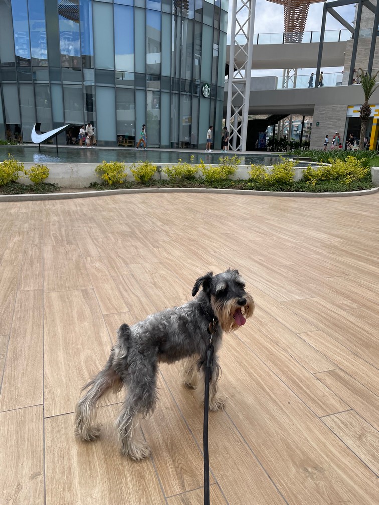 Foto de Kenobi con microchip 990000012826350