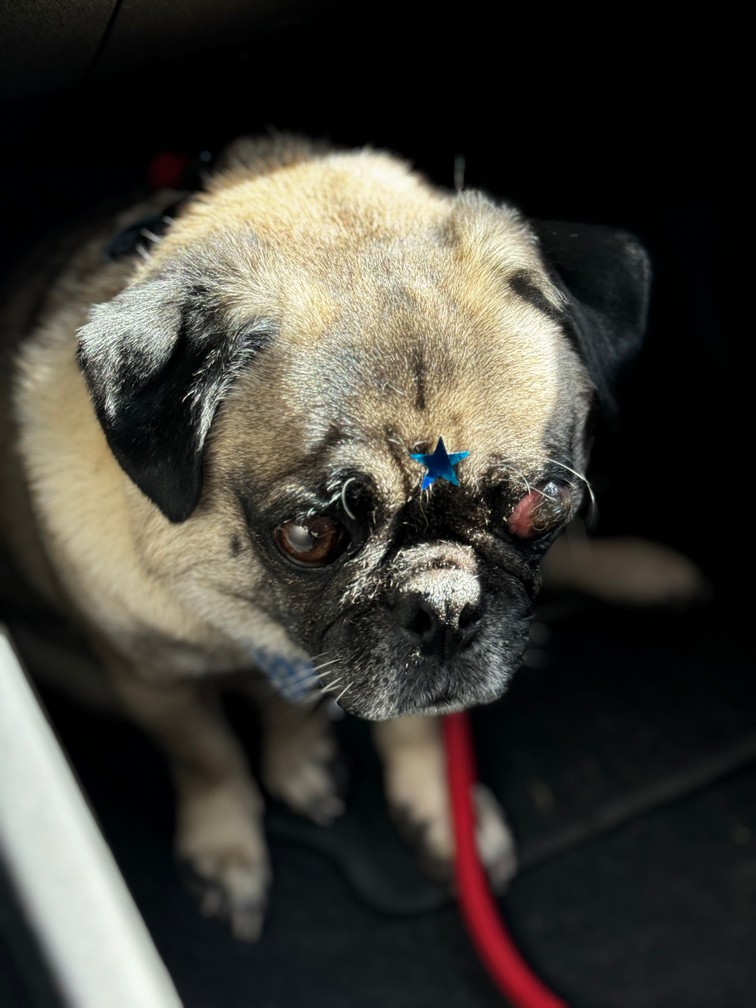 Foto de Hugo con microchip 990000012824194
