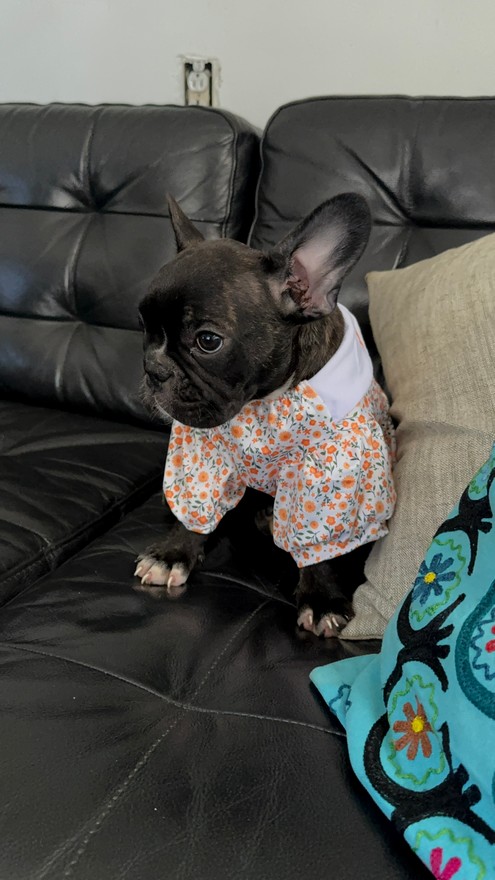 Foto de Paulina con microchip 990000012826357