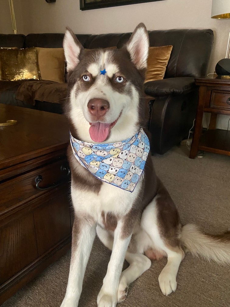 Foto de Coco con microchip 990000012822461