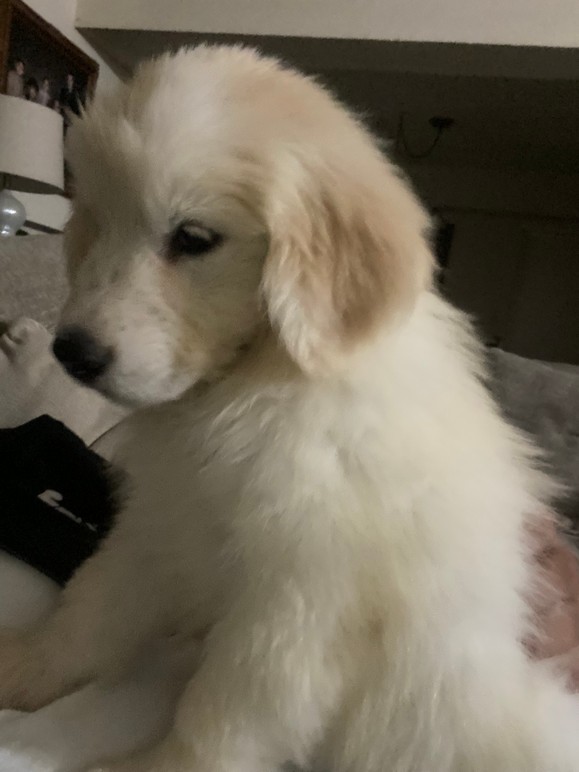 Foto de Toto con microchip 990000012823325