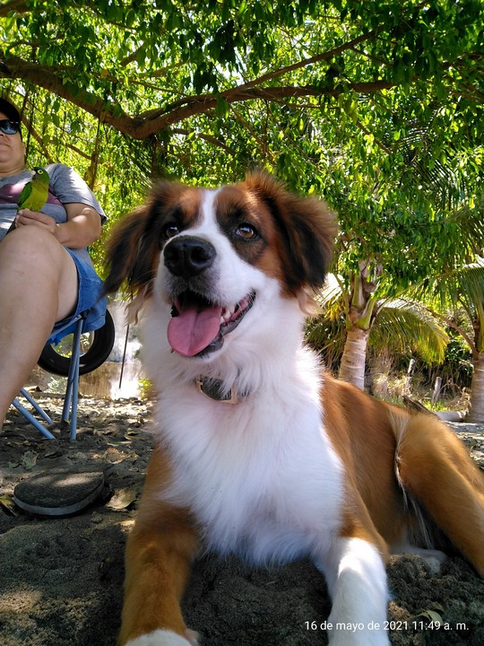 Foto de Billey con microchip 990000012823391