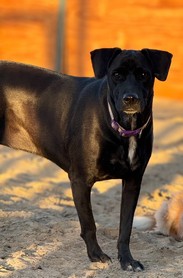 Foto de Shiia con microchip 990000012825306