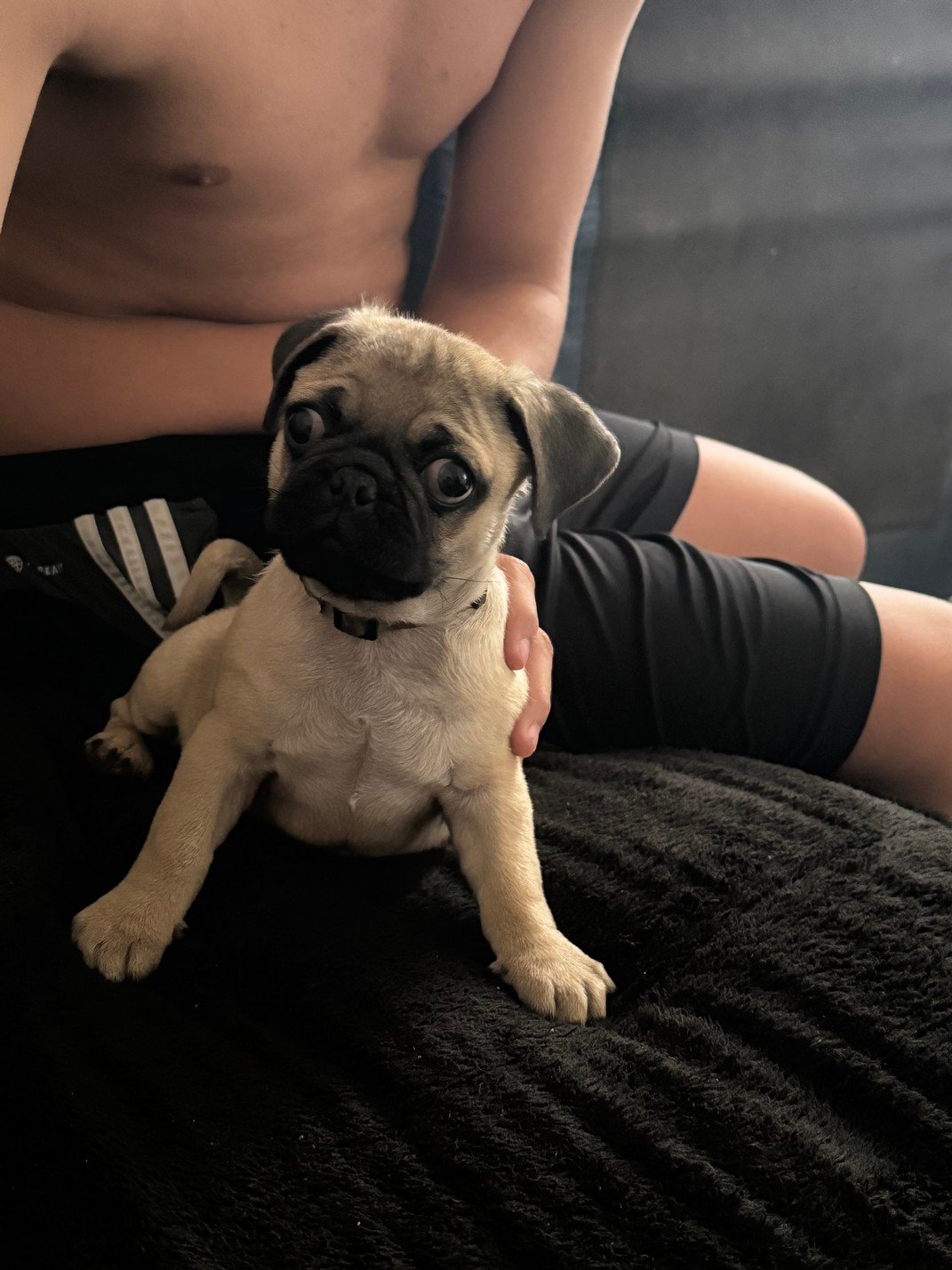 Foto de Bobby con microchip 990000012827213