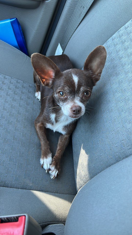 Foto de Luna con microchip 990000012826445