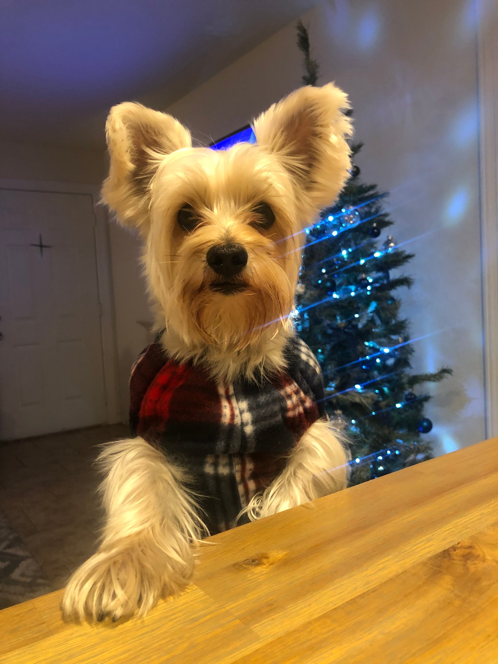 Mascota