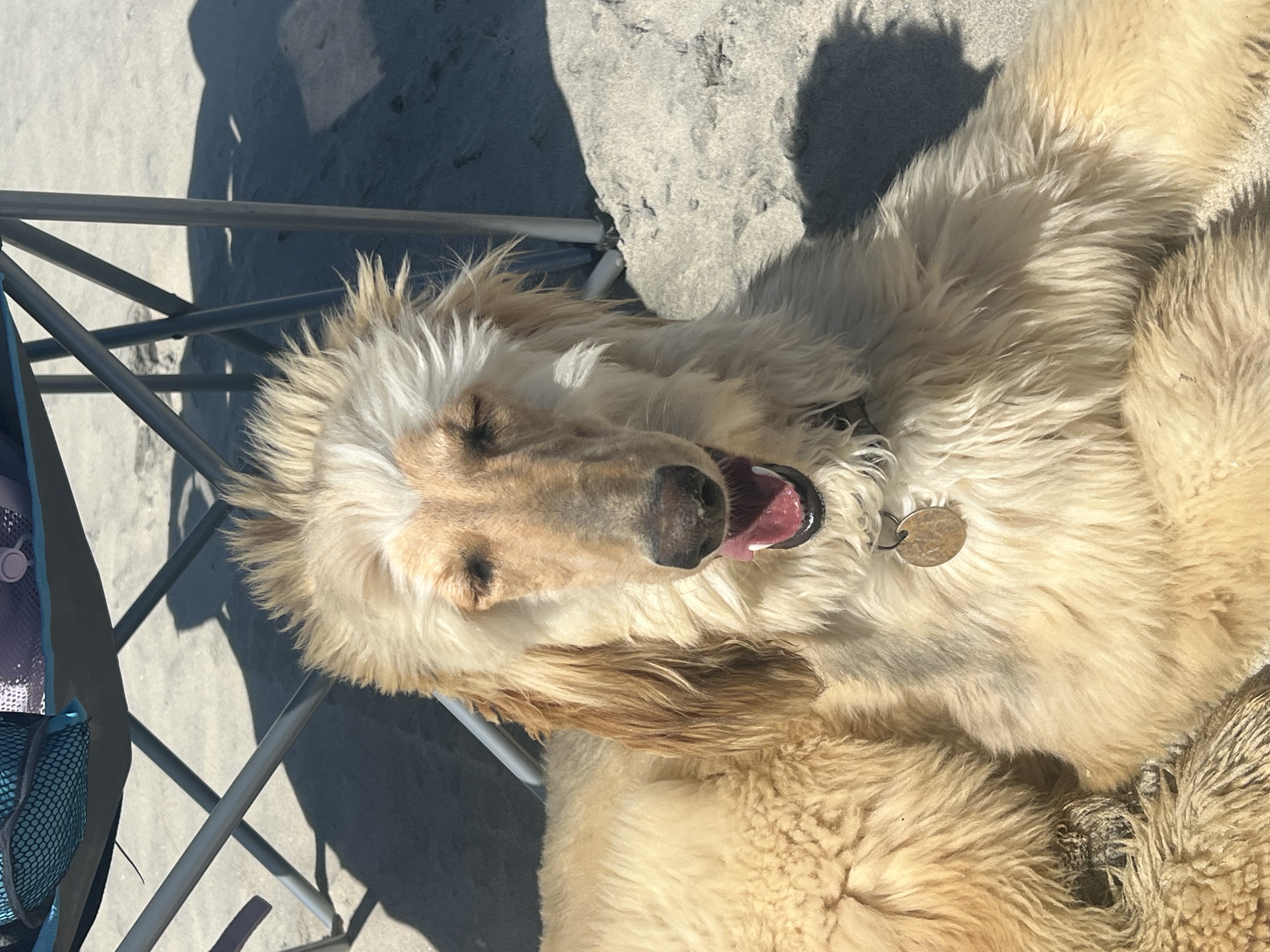 Foto de Kia con microchip 990000012832704