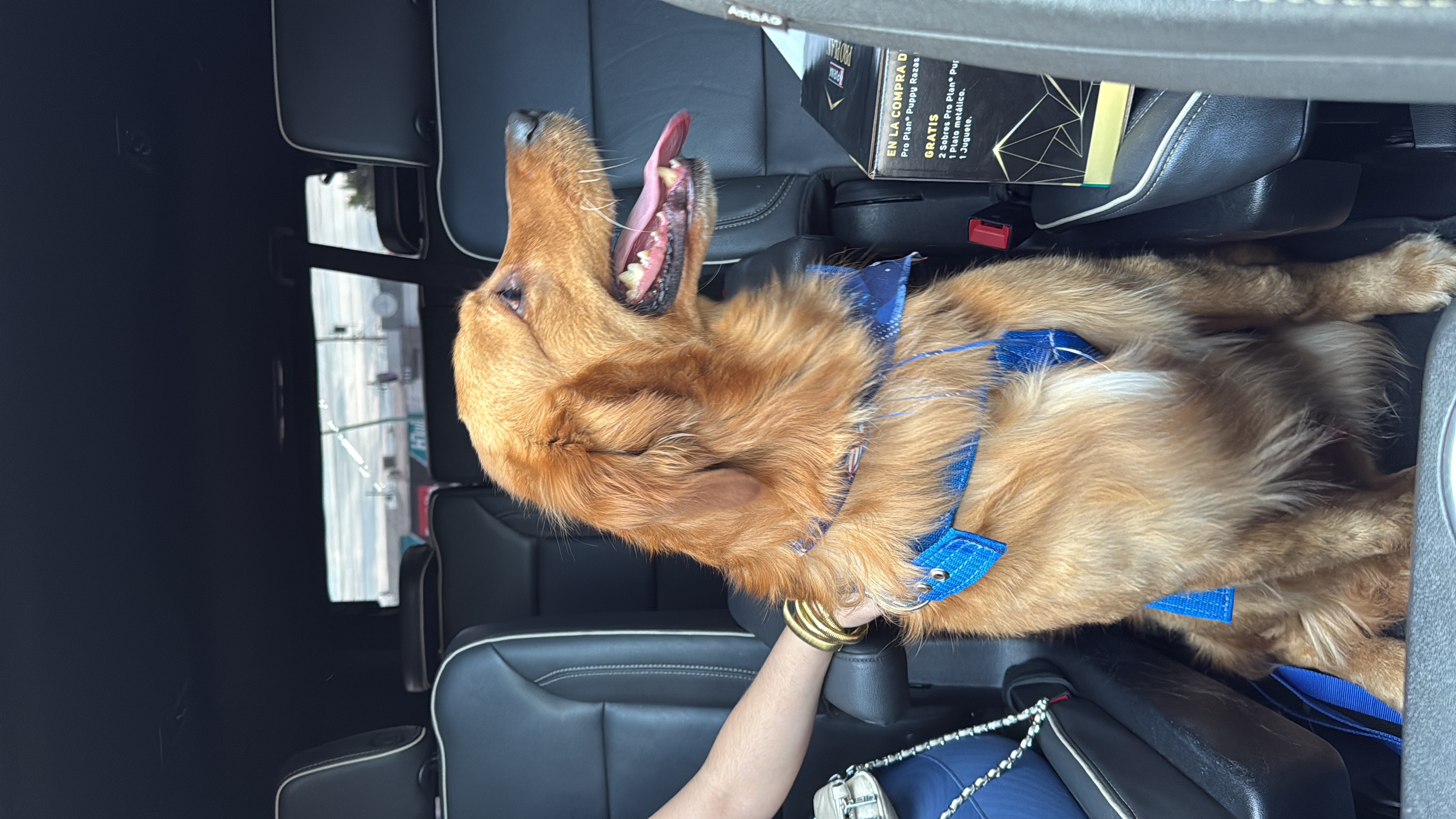 Foto de Max con microchip 990000012842037
